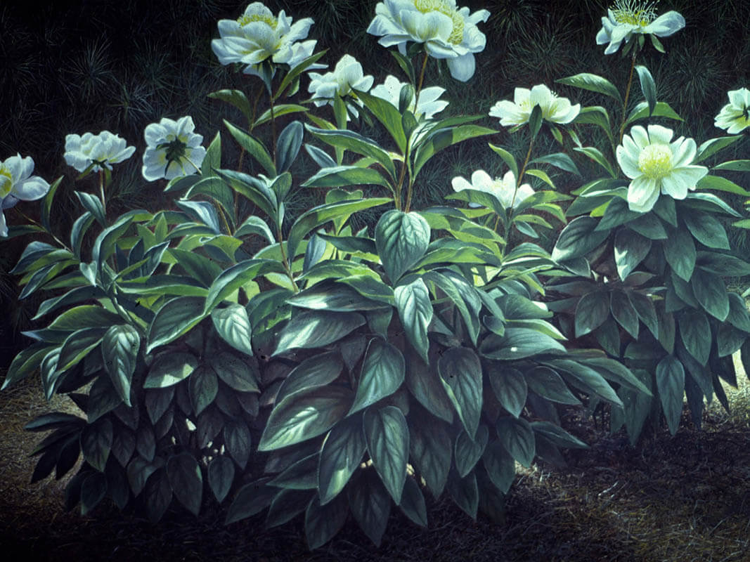 Artwork by John Randall Younger